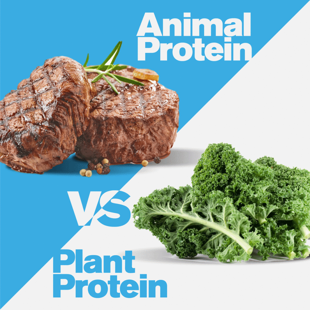 protein thực vật hay động vật, ăn protein loại nào, mua protein
